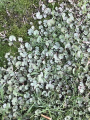 Hydrocotyle moschata