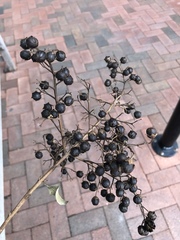 Lagerstroemia