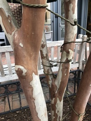 Lagerstroemia