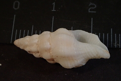 Latirus