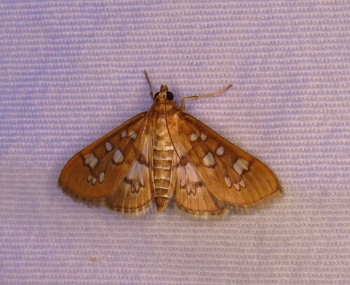 Media Moth photo 3