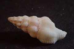 Latirus