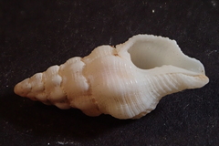 Latirus
