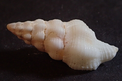 Latirus