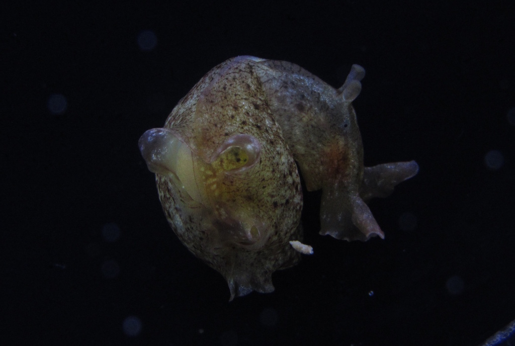 mottled seahare