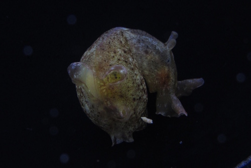 Aplysia brasiliana Rang, 1828