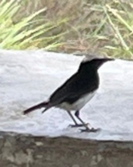 Abyssinian Wheatear (Oenanthe lugubris), photo 5
