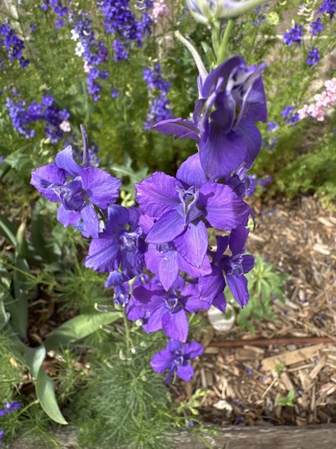 Doubtful Knight's-Spur (Delphinium ajacis)