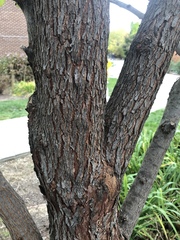 Cercis canadensis