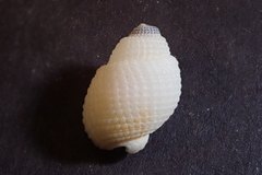 Nassarius albescens
