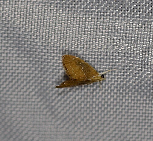Glaphyria peremptalis photo 3