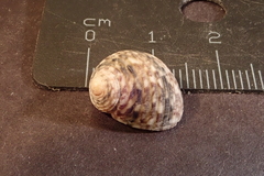 Nerita undata