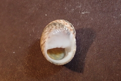 Nerita undata