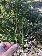 Digitaria villosa