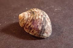 Nerita undata
