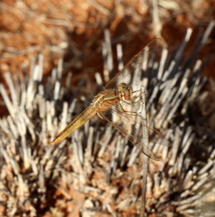 Crocothemis erythraea