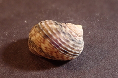 Nerita undata