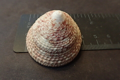 Trochus maculatus