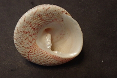 Trochus maculatus