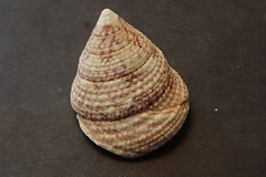 Trochus maculatus