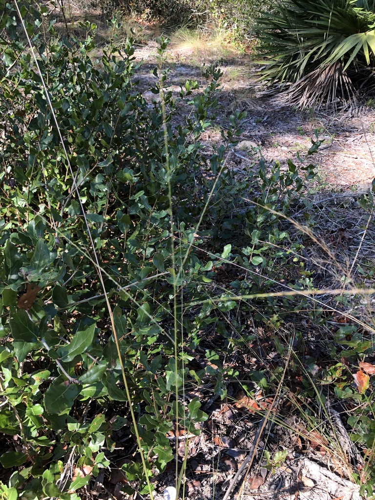 Shaggy Crabgrass from Flagler County, FL, USA on November 10, 2019 at ...