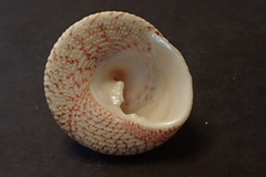 Trochus maculatus