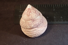 Trochus maculatus