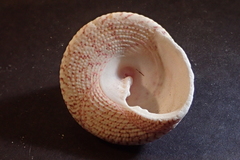 Trochus maculatus