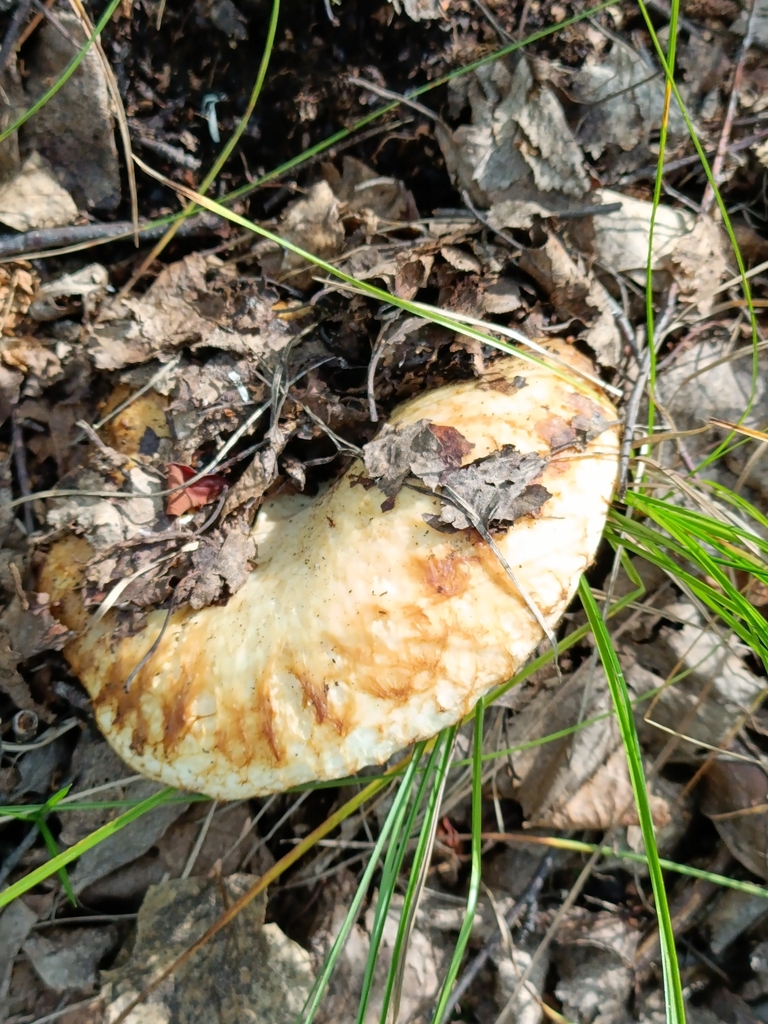 Lactarius resimus