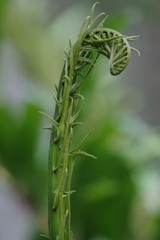 Acrostichum danaeifolium