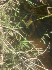 Nerodia fasciata