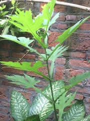 Smallanthus uvedalia