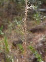 Aristida palustris