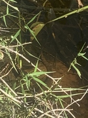 Nerodia fasciata