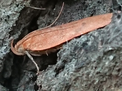Phaeosaces coarctatella