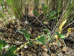 Californian Pipevine (Aristolochia pistolochia)