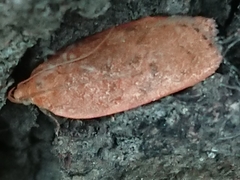 Phaeosaces coarctatella