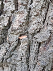 Phaeosaces coarctatella