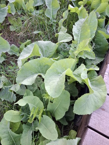 Armoracia sisymbrioides