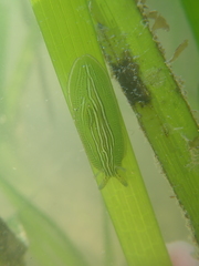 Phyllaplysia taylori