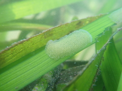 Phyllaplysia taylori