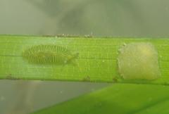 Phyllaplysia taylori