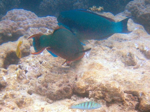 Chlorurus microrhinos