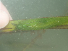 Phyllaplysia taylori