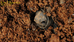 Mauremys reevesii