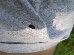 Glischrochilus obtusus