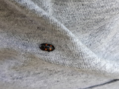 Glischrochilus obtusus