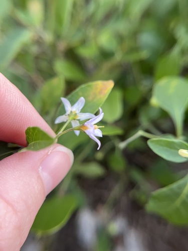 glowing nightshade (Solanum pseudogracile)