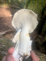 Albatrellus avellaneus