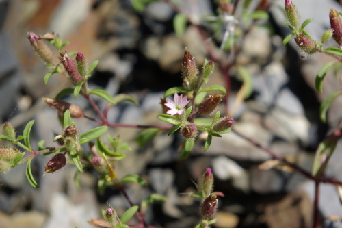 Eastern Soapwort (Saponaria orientalis)
